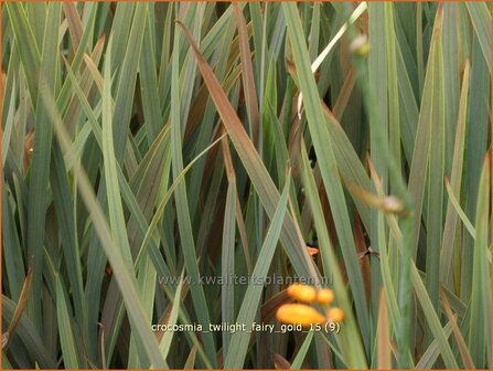 Crocosmia &#039;Twilight Fairy Gold&#039; | Montbretia