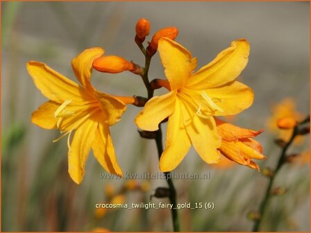 Crocosmia &#039;Twilight Fairy Gold&#039; | Montbretia