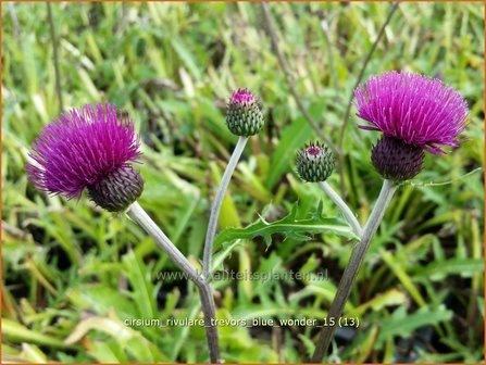 Cirsium rivulare &#039;Trevor&#039;s Blue Wonder&#039; | Vederdistel, Beekdistel