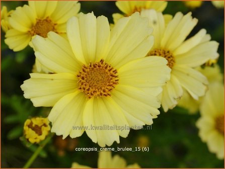 Coreopsis &#039;Creme Brulee&#039; | Meisjesogen