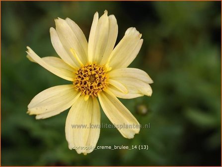 Coreopsis &#039;Creme Brulee&#039; | Meisjesogen