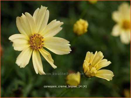 Coreopsis &#039;Creme Brulee&#039; | Meisjesogen