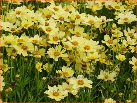 Coreopsis &#039;Creme Brulee&#039; | Meisjesogen