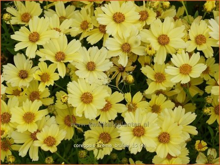 Coreopsis &#039;Creme Brulee&#039; | Meisjesogen