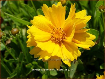 Coreopsis grandiflora &#039;Presto&#039; | Meisjesogen