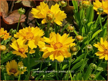 Coreopsis grandiflora &#039;Presto&#039; | Meisjesogen