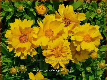 Coreopsis grandiflora &#039;Presto&#039; | Meisjesogen