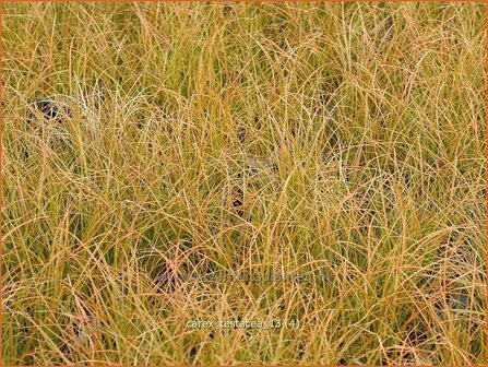 Carex testacea | Zegge