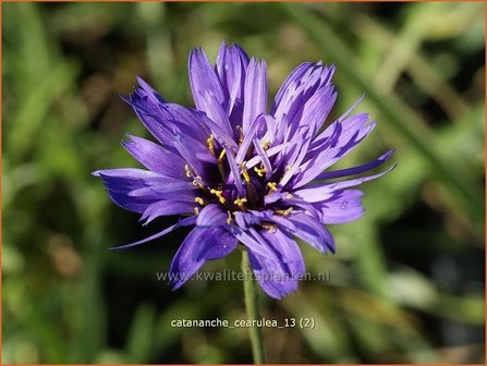 Catananche caerulea | Blauwe strobloem, Strobloem | Blaubl&uuml;tige Rasselblume