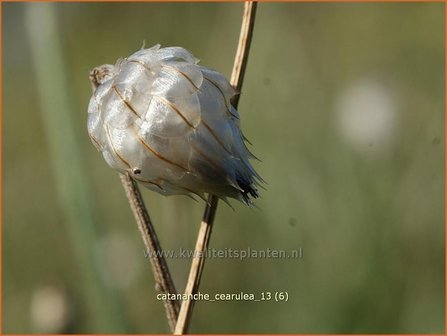 Catananche caerulea | Blauwe strobloem, Strobloem | Blaubl&uuml;tige Rasselblume