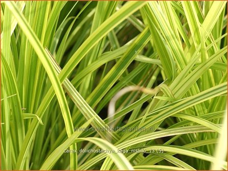 Carex dolichostachya &#039;Kaga-nishiki&#039; | Zegge