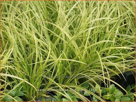 Carex dolichostachya &#039;Kaga-nishiki&#039; | Zegge