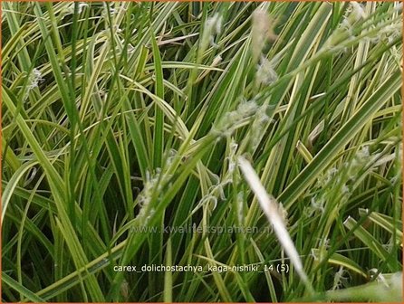 Carex dolichostachya &#039;Kaga-nishiki&#039; | Zegge