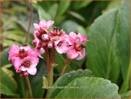 Bergenia &#039;Dragonfly Sakura&#039; | Schoenlappersplant, Olifantsoren