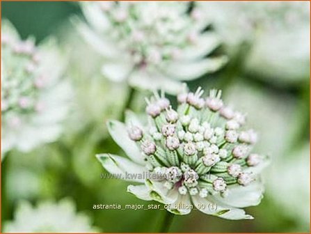 Astrantia major &#039;Star of Billion&#039; | Zeeuws knoopje, Groot sterrenscherm | Gro&szlig;e Sterndolde | Greater Masterwort