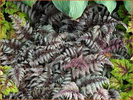 Athyrium niponicum &#039;Burgundy Lace&#039; | Japanse regenboogvaren