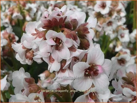 Bergenia &#039;Dragonfly Angel Kiss&#039; | Schoenlappersplant, Olifantsoren