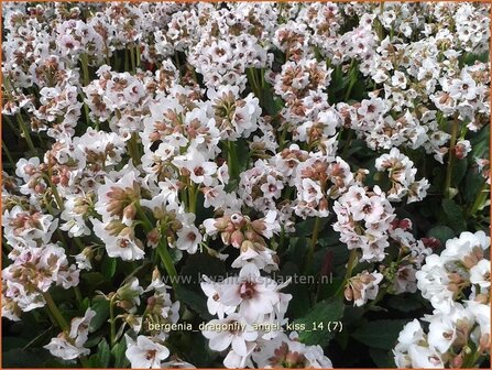 Bergenia &#039;Dragonfly Angel Kiss&#039; | Schoenlappersplant, Olifantsoren