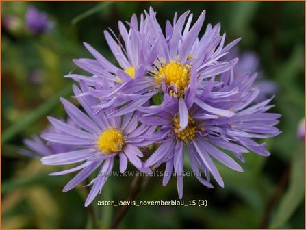 Aster laevis &#039;Novemberblau&#039; | Gladde aster, Aster