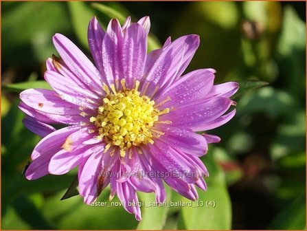 Aster novi-belgii &#039;Sarah Ballard&#039; | Aster