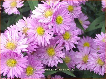 Aster novi-belgii &#039;Sarah Ballard&#039; | Aster