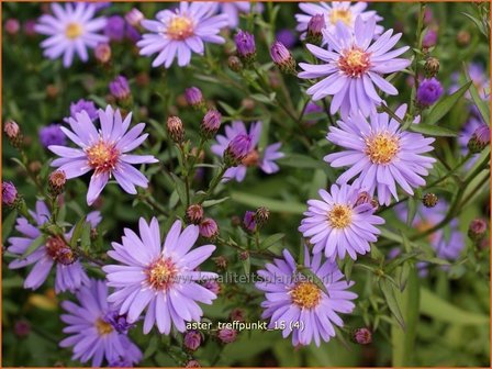 Aster &#039;Treffpunkt&#039; | Aster