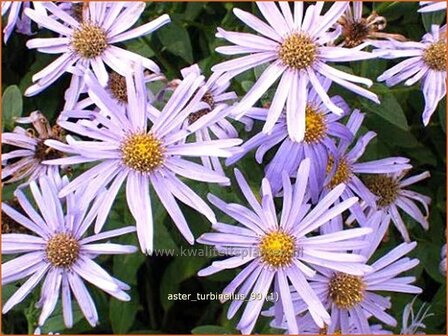 Aster turbinellus | Aster