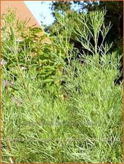 Artemisia abrotanum var. maritima &#039;Coca Cola&#039; | Alsem, Bijvoet, Edelruit