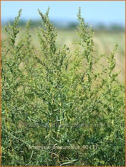 Artemisia dracunculus | Russische dragon, Dragon, Drakenkruid