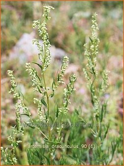 Artemisia dracunculus | Russische dragon, Dragon, Drakenkruid