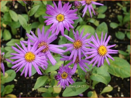 Aster amellus &#039;Brilliant&#039; | Aster