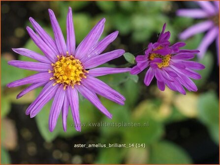 Aster amellus &#039;Brilliant&#039; | Aster