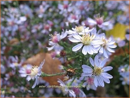 Aster cordifolius &#039;Bluetenregen&#039; | Aster