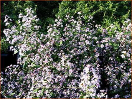 Aster cordifolius &#039;Bluetenregen&#039; | Aster