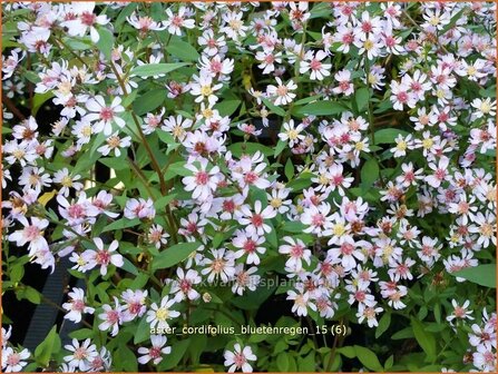 Aster cordifolius &#039;Bluetenregen&#039; | Aster