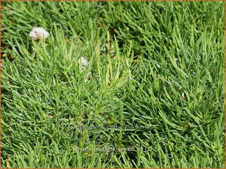 Armeria maritima &#039;Varretu&#039; | Engels gras