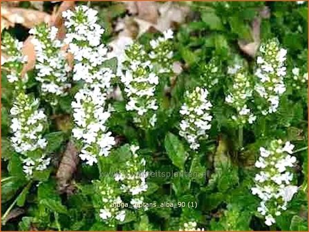 Ajuga reptans &#039;Alba&#039; | Zenegroen