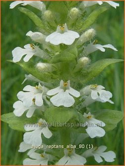 Ajuga reptans &#039;Alba&#039; | Zenegroen