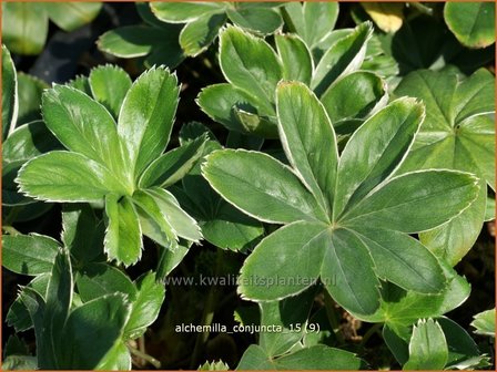 Alchemilla conjuncta | Vrouwenmantel