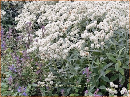 Anaphalis triplinervis &#039;Silberregen&#039; | Siberische edelweiss, Witte knoop