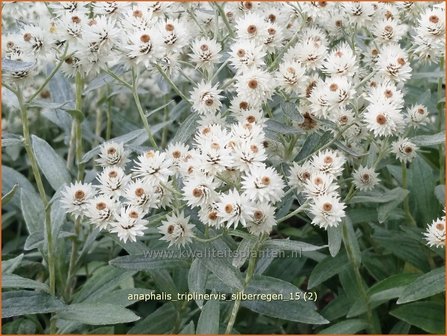 Anaphalis triplinervis &#039;Silberregen&#039; | Siberische edelweiss, Witte knoop