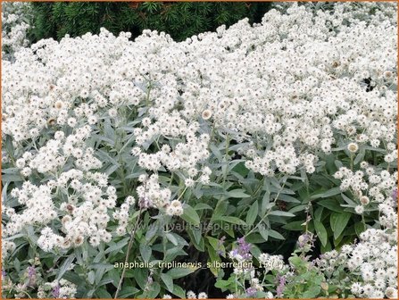 Anaphalis triplinervis &#039;Silberregen&#039; | Siberische edelweiss, Witte knoop