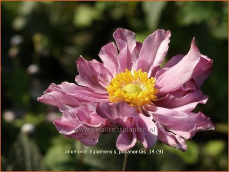 Anemone hupehensis &#039;Pocahontas&#039; | Anemoon, Herfstanemoon, Japanse anemoon