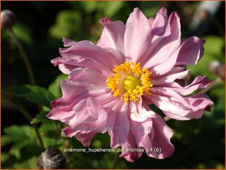 Anemone hupehensis &#039;Pocahontas&#039; | Anemoon, Herfstanemoon, Japanse anemoon