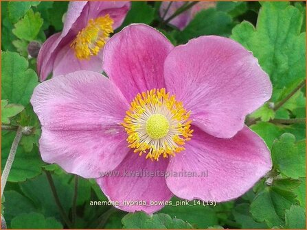 Anemone hybrida &#039;Bowles Pink&#039; | Anemoon, Herfstanemoon, Japanse anemoon