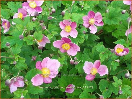 Anemone hybrida &#039;Bowles Pink&#039; | Anemoon, Herfstanemoon, Japanse anemoon