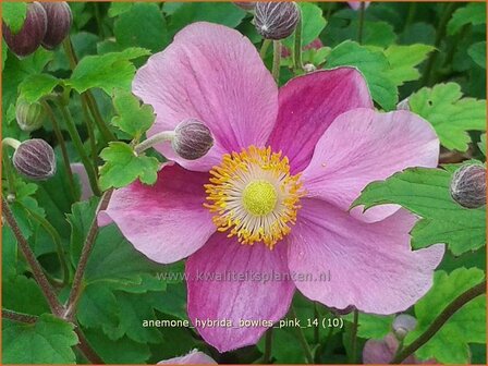 Anemone hybrida &#039;Bowles Pink&#039; | Anemoon, Herfstanemoon, Japanse anemoon