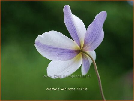 Anemone &#039;Wild Swan&#039; | Anemoon