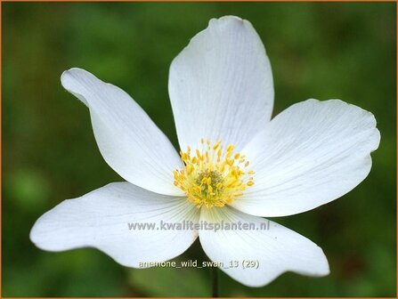 Anemone &#039;Wild Swan&#039; | Anemoon