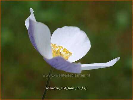 Anemone &#039;Wild Swan&#039; | Anemoon